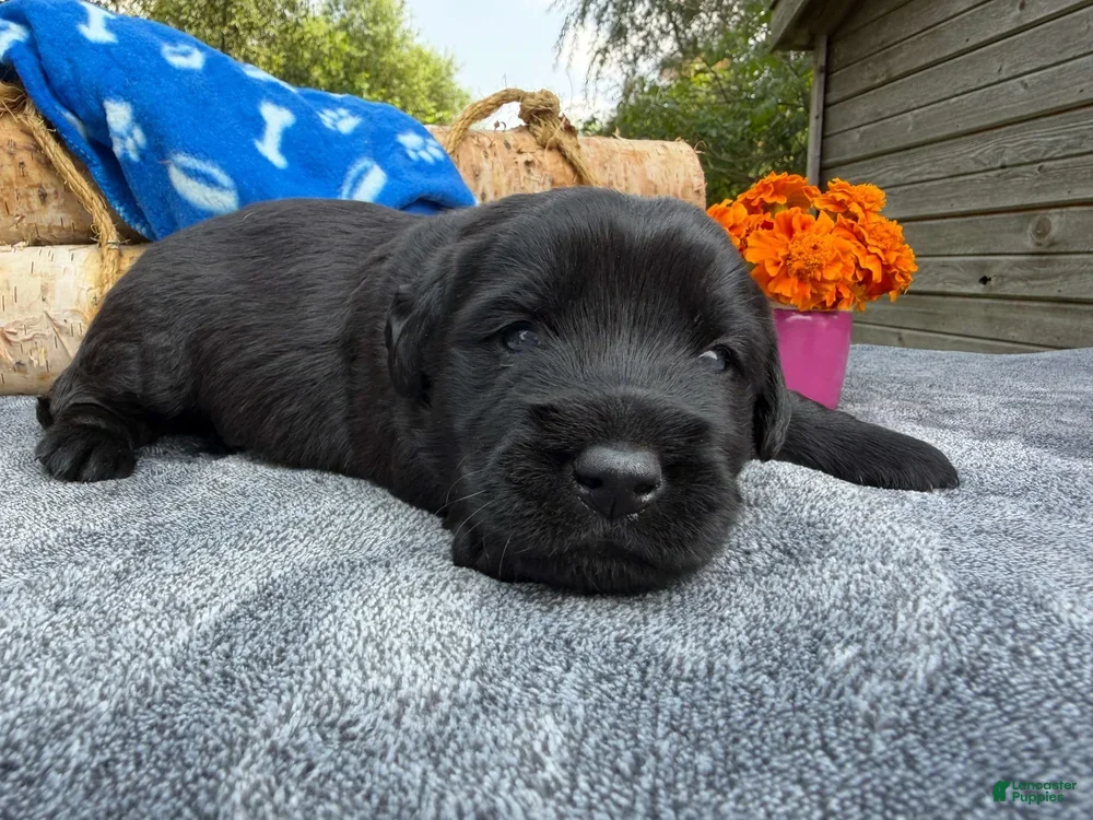 Mixed Breed dogs Cresthaven (Boy) - Ad 1