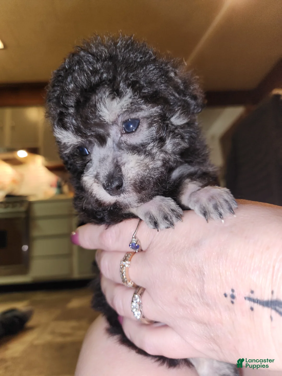 Havapoo dogs for sale: Havapoo Puppy 3 - Ad 3