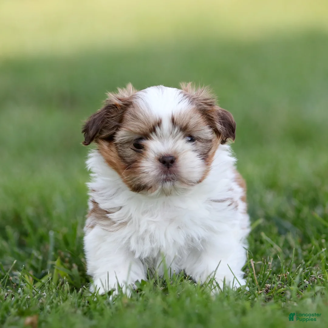 Shih Tzu dogs for sale: Rusty Shih Tzu  - Ad 1