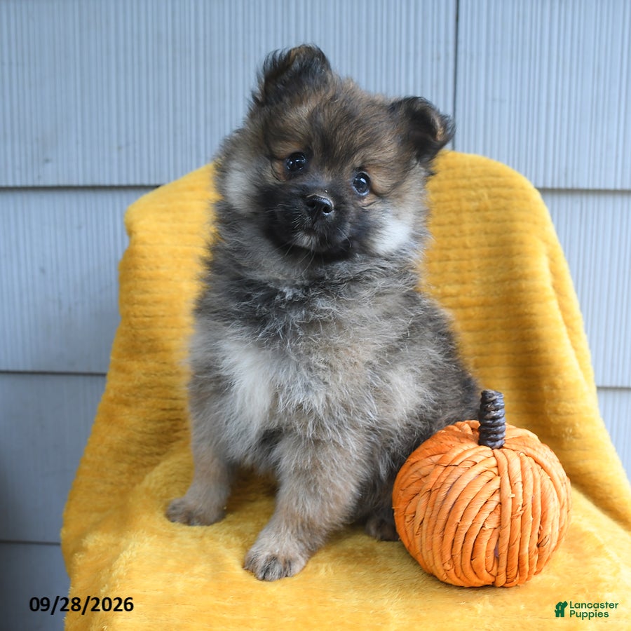 Pomeranian dogs Cutie - Ad 1