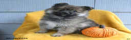 Pomeranian dogs for sale: Cutie - Ad 4