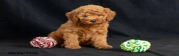 Mini Goldendoodle dogs for sale: Dianna - Ad 7