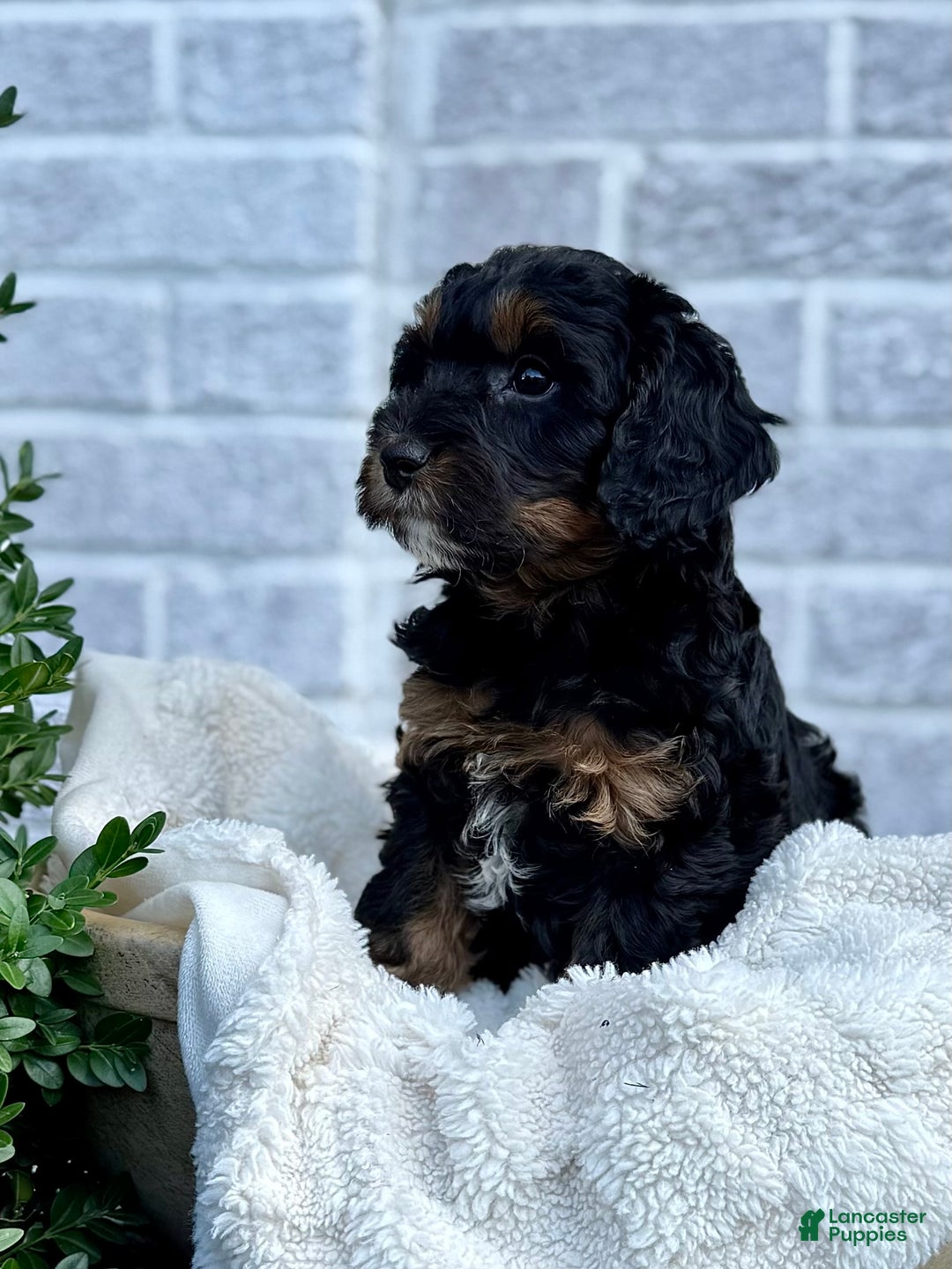 Cavapoo dogs for sale: Mickey - Ad 1
