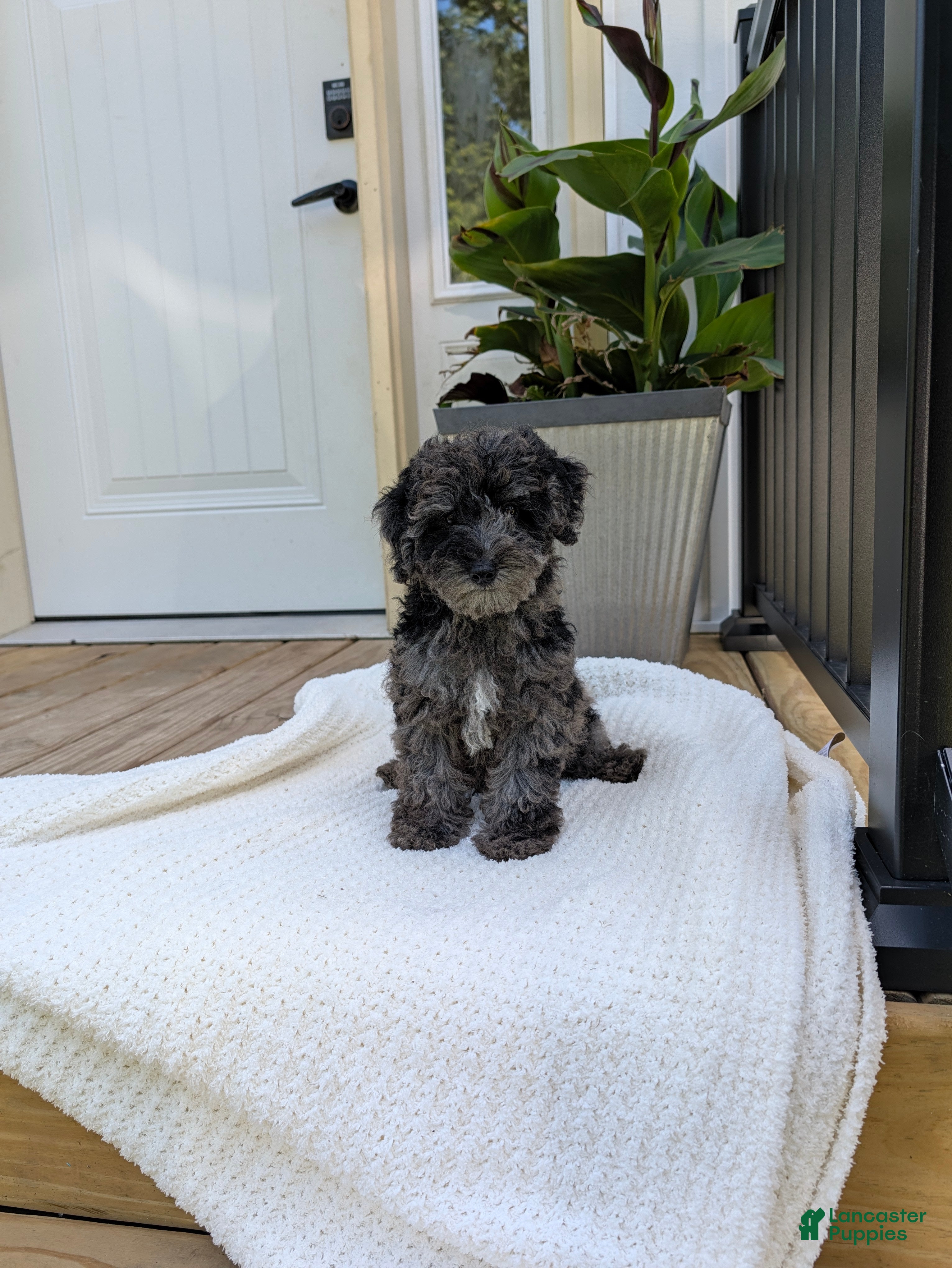 Miniature Poodle dogs Mcallister  - Ad 2