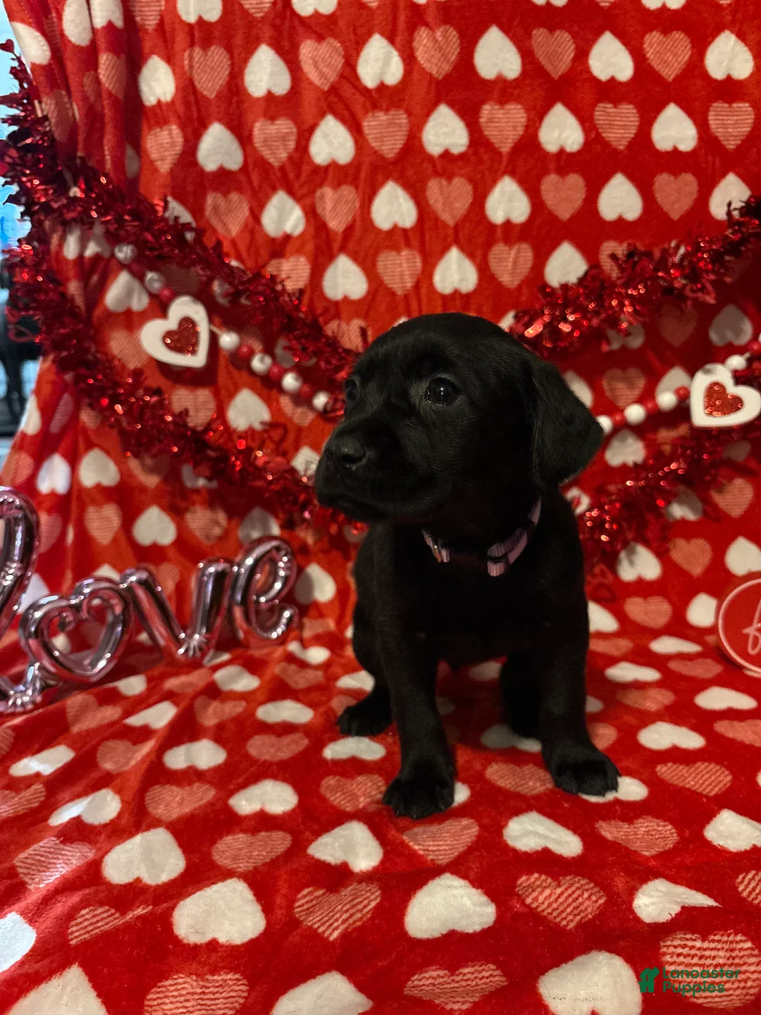 Labrador Retriever dogs for sale: Maggie - Ad 1