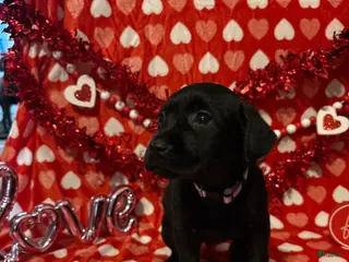 Labrador Retriever dogs Maggie - Ad 16