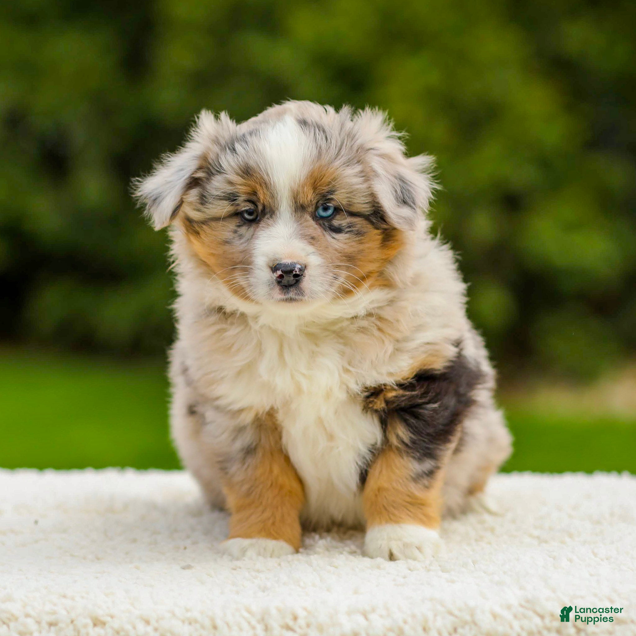 Miniature Australian Shepherd dogs Turner - Ad 1