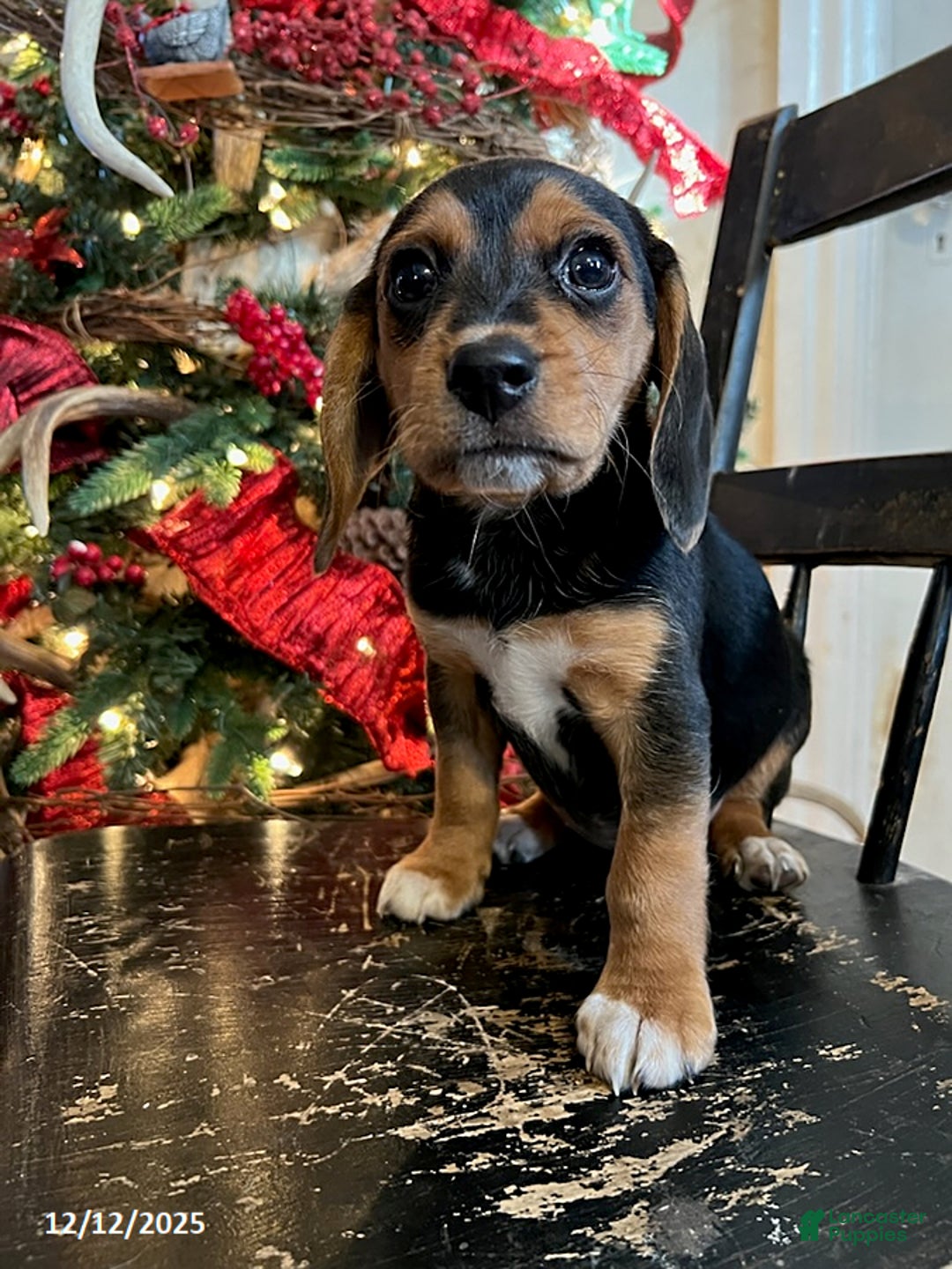 Beagle dogs for sale: Holly - Ad 2