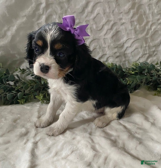 Cavalier King Charles Spaniel dogs Georgia- black tricolor - Ad 29