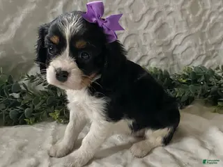 Cavalier King Charles Spaniel dogs Georgia- black tricolor - Ad 29