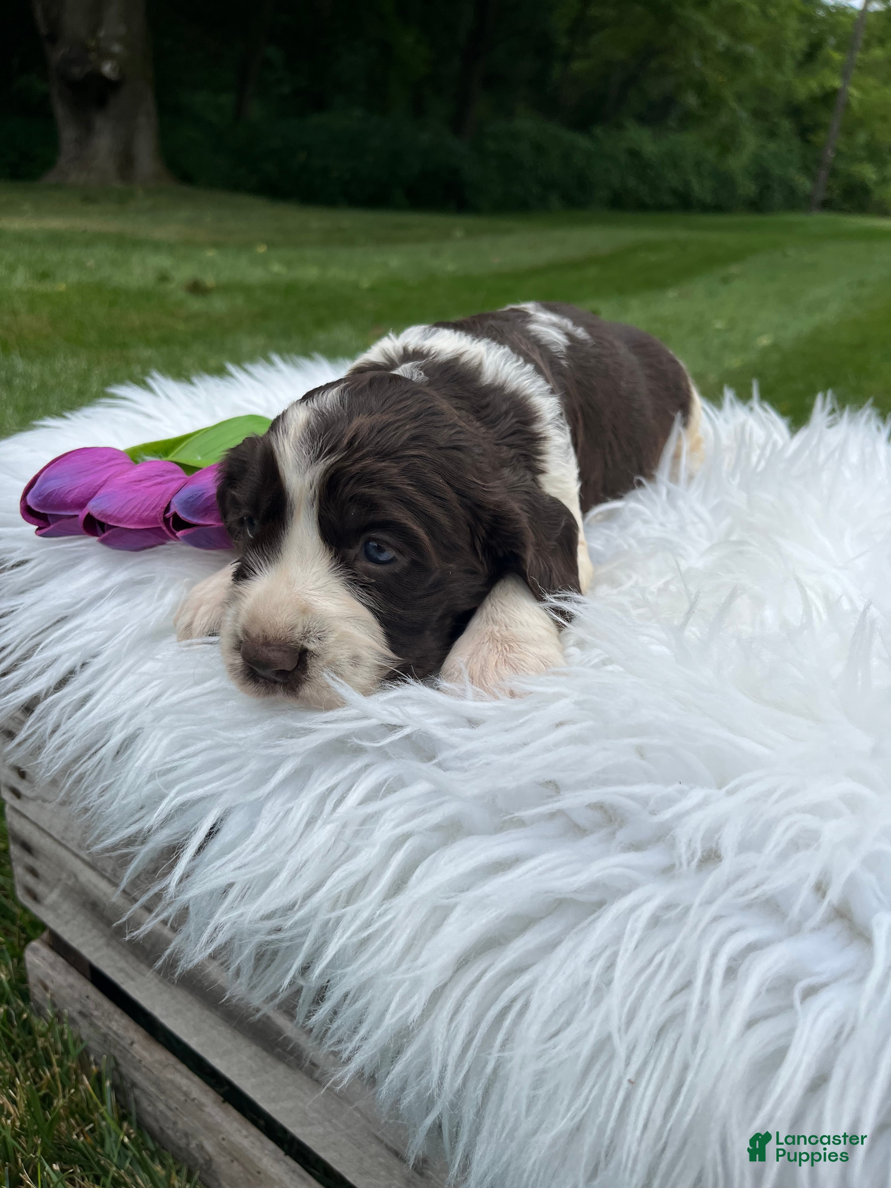 English Springer Spaniel dogs Daphne - Ad 2