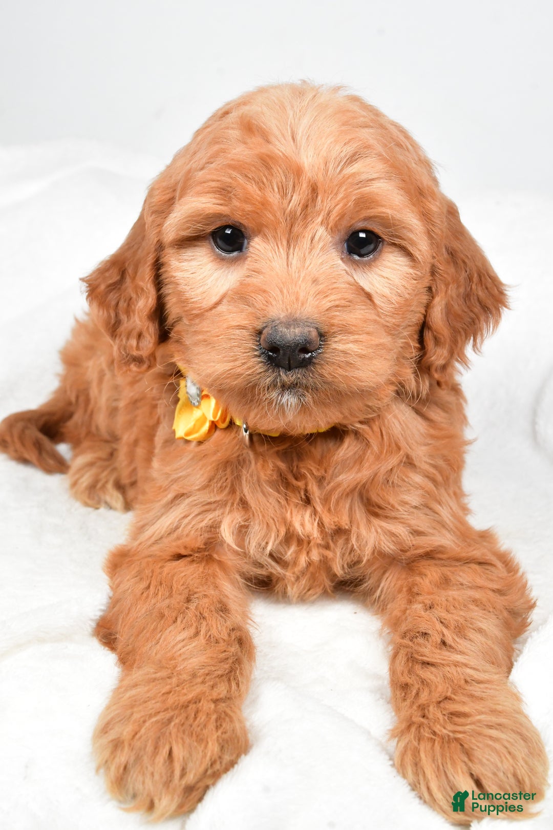 Mini Goldendoodle dogs for sale: Bridget - Ad 4