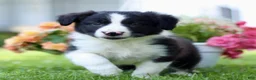 Border Collie dogs for sale: Brian - Ad 3