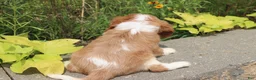 Cavalier King Charles Spaniel dogs for sale: Scott - Ad 7