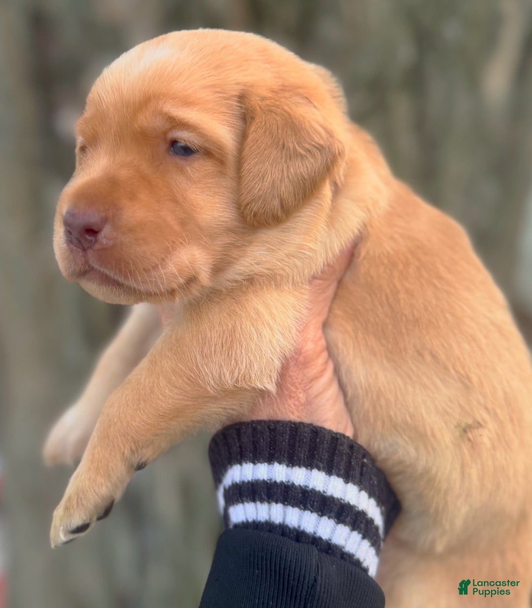 Labrador Retriever dogs for sale: Labrador Retriever Puppy 1 - Ad 6