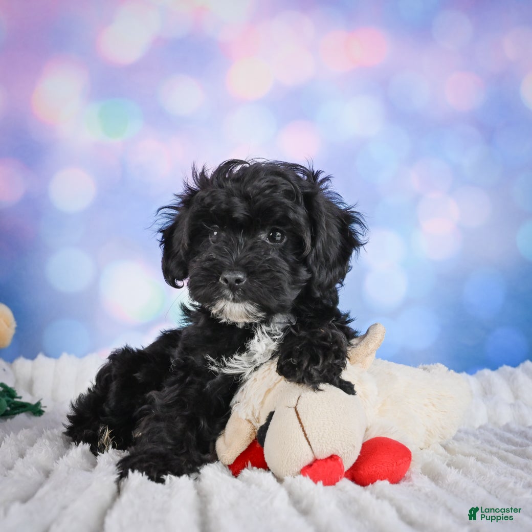 Miniature Poodle dogs  Pam - Ad 1
