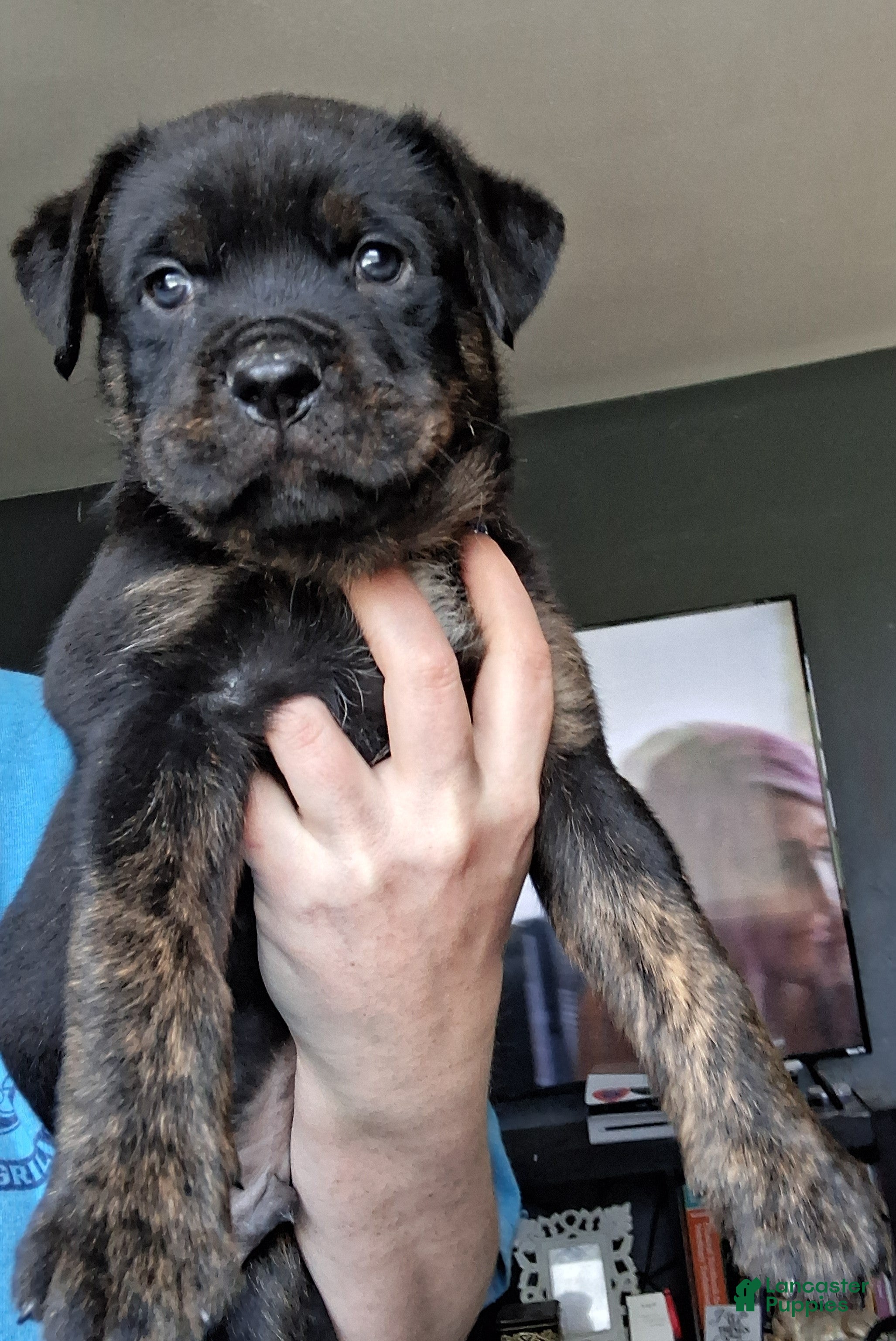 Mixed Breed dogs Sly - Ad 1