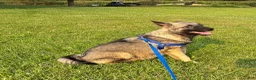 Norwegian Elkhound dogs for sale: Norwegian Elkhound 1 - Ad 4