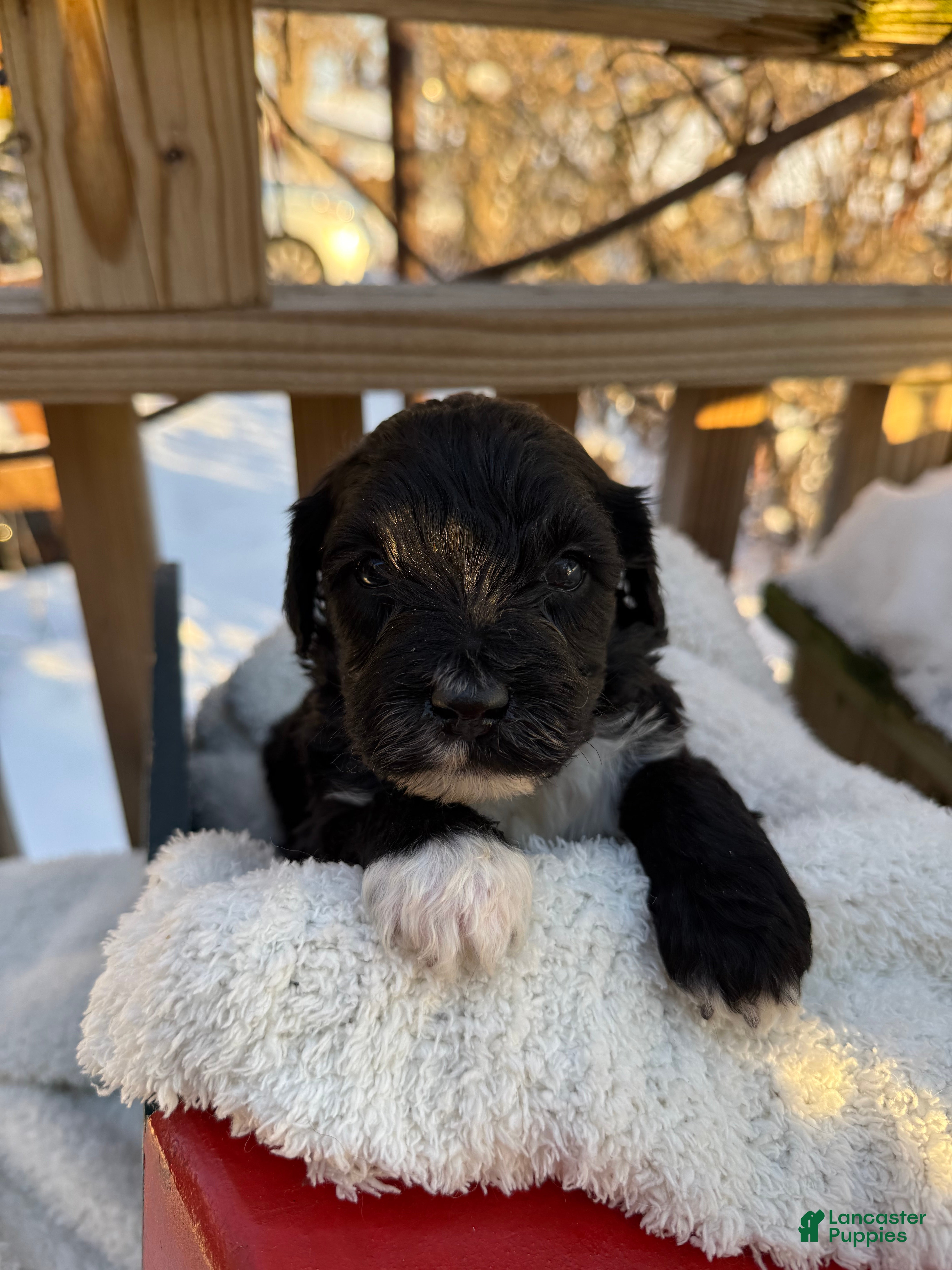 Mixed Breed dogs Beauty  - Ad 37