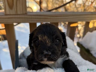 Mixed Breed dogs Beauty - Ad 29