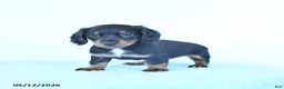 Miniature Dachshund dogs for sale: Sadie - Ad 4