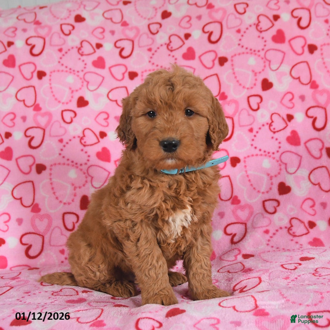 Goldendoodle dogs for sale: Buddy - Ad 3