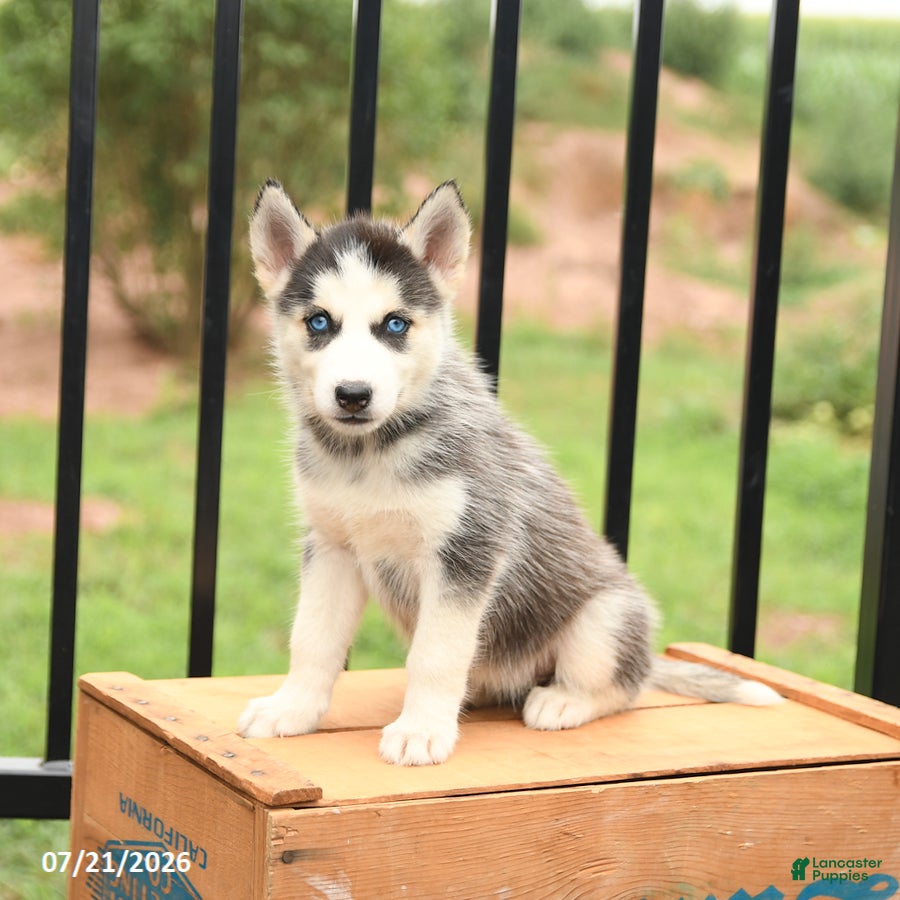 Siberian Husky dogs Bella   - Ad 1