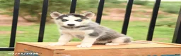 Siberian Husky dogs for sale: Bella   - Ad 1