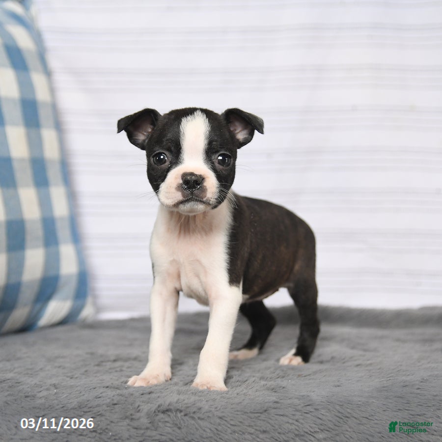 Boston Terrier dogs Renee - Ad 2