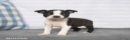 Boston Terrier dogs for sale: Renee - Ad 2