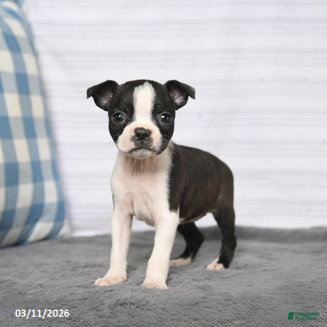 Boston Terrier dogs for sale: Renee - Ad 2