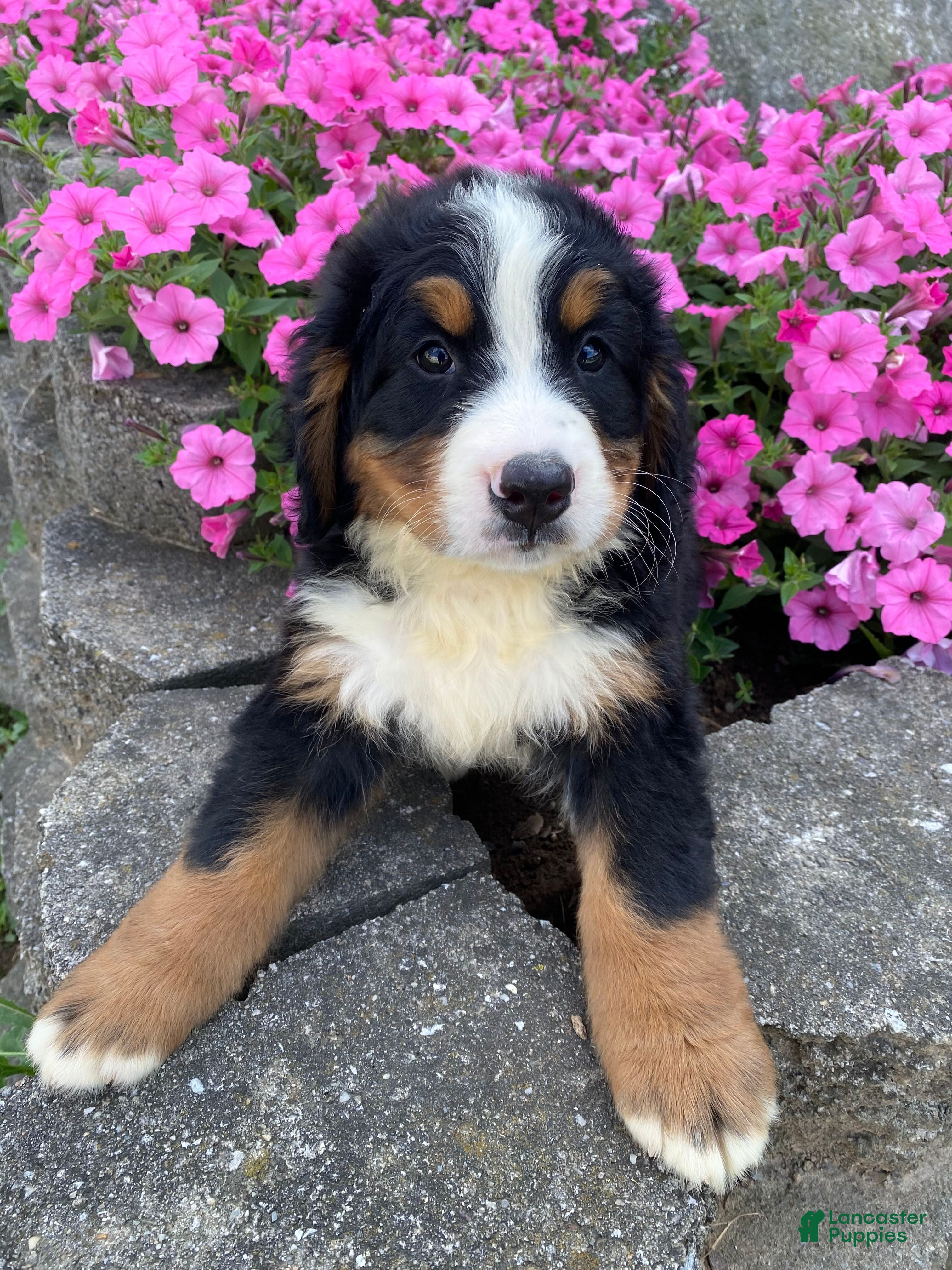 Bernese Mountain Dog dogs Milo - Ad 1