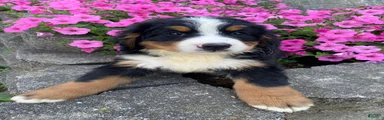 Milo