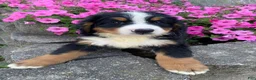 Bernese Mountain Dog dogs for sale: Milo - Ad 1