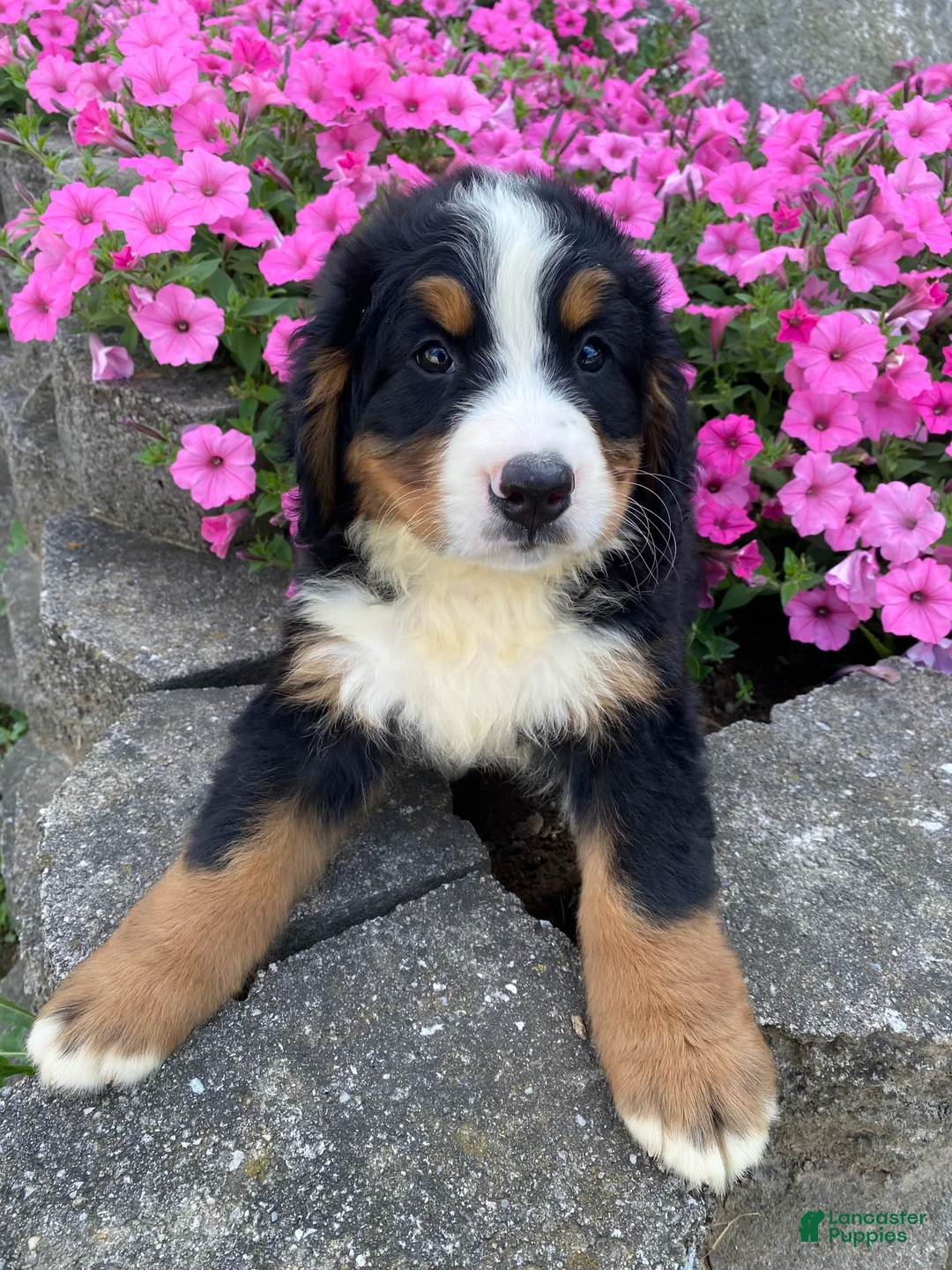 Bernese Mountain Dog dogs for sale: Milo - Ad 1