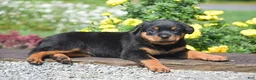 Rottweiler dogs for sale: Roxy - Ad 3