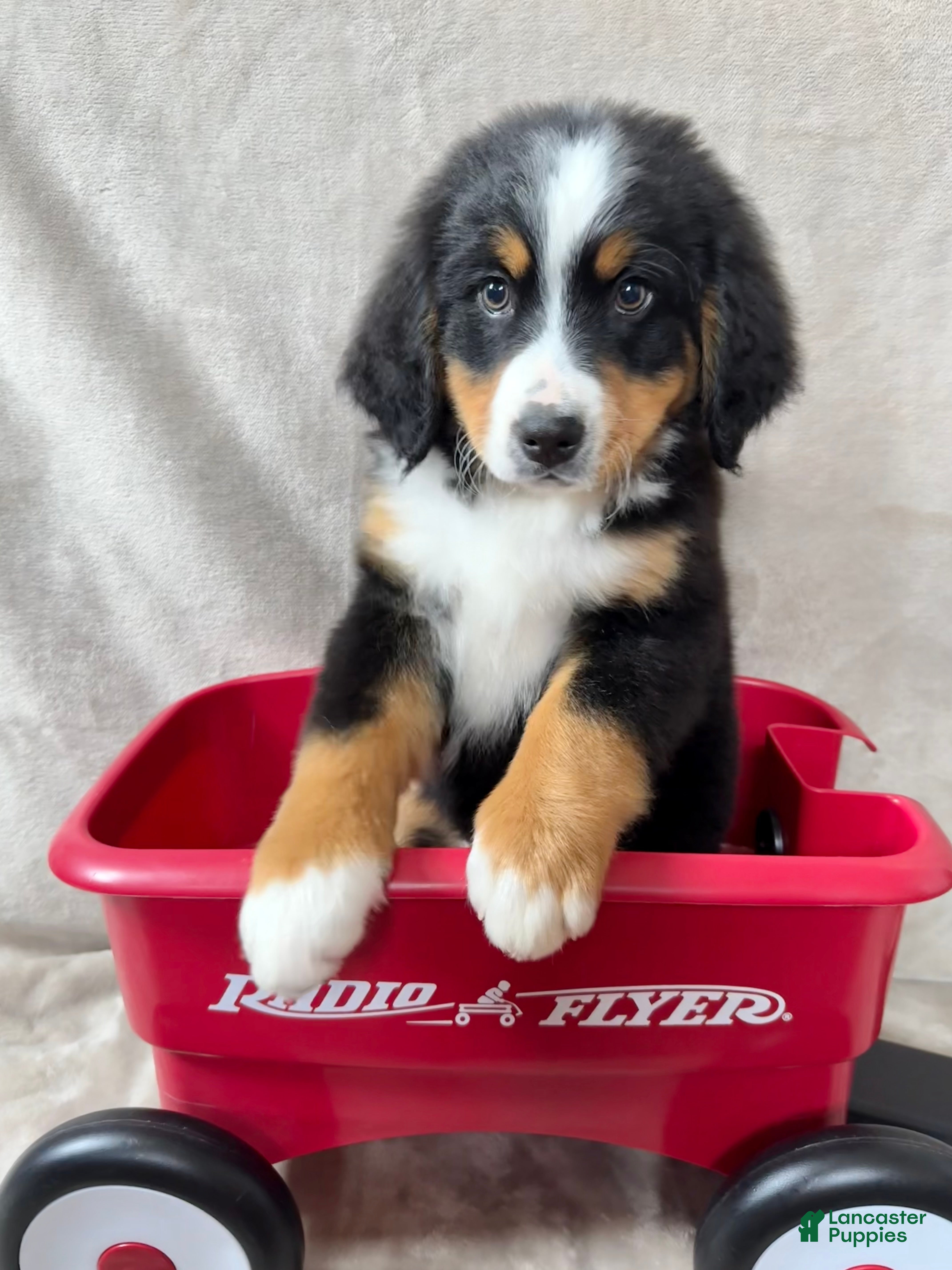 Bernese Mountain Dog dogs Deb - Ad 17