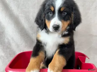 Bernese Mountain Dog dogs Deb - Ad 17