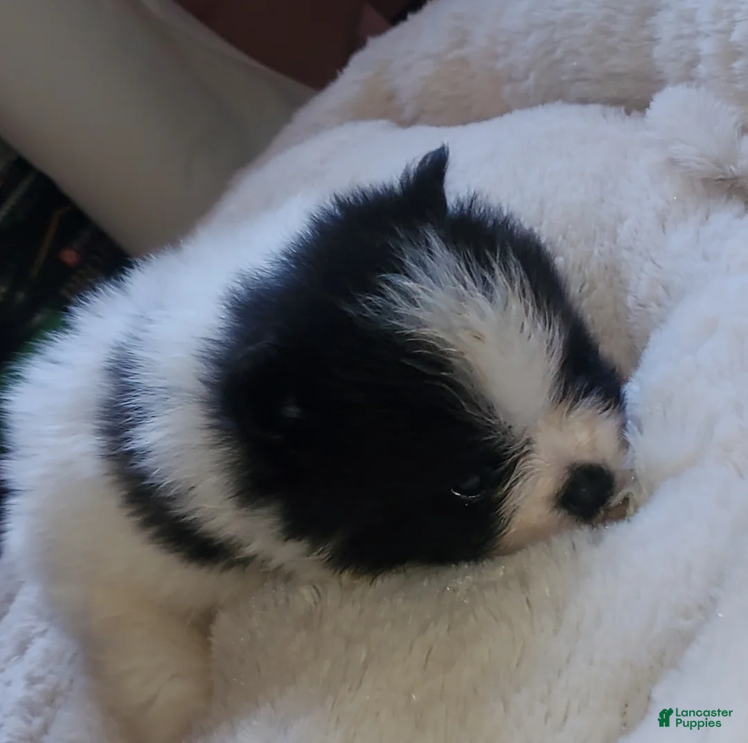 Pomeranian dogs for sale: Pomeranian Puppy 1 - Ad 2