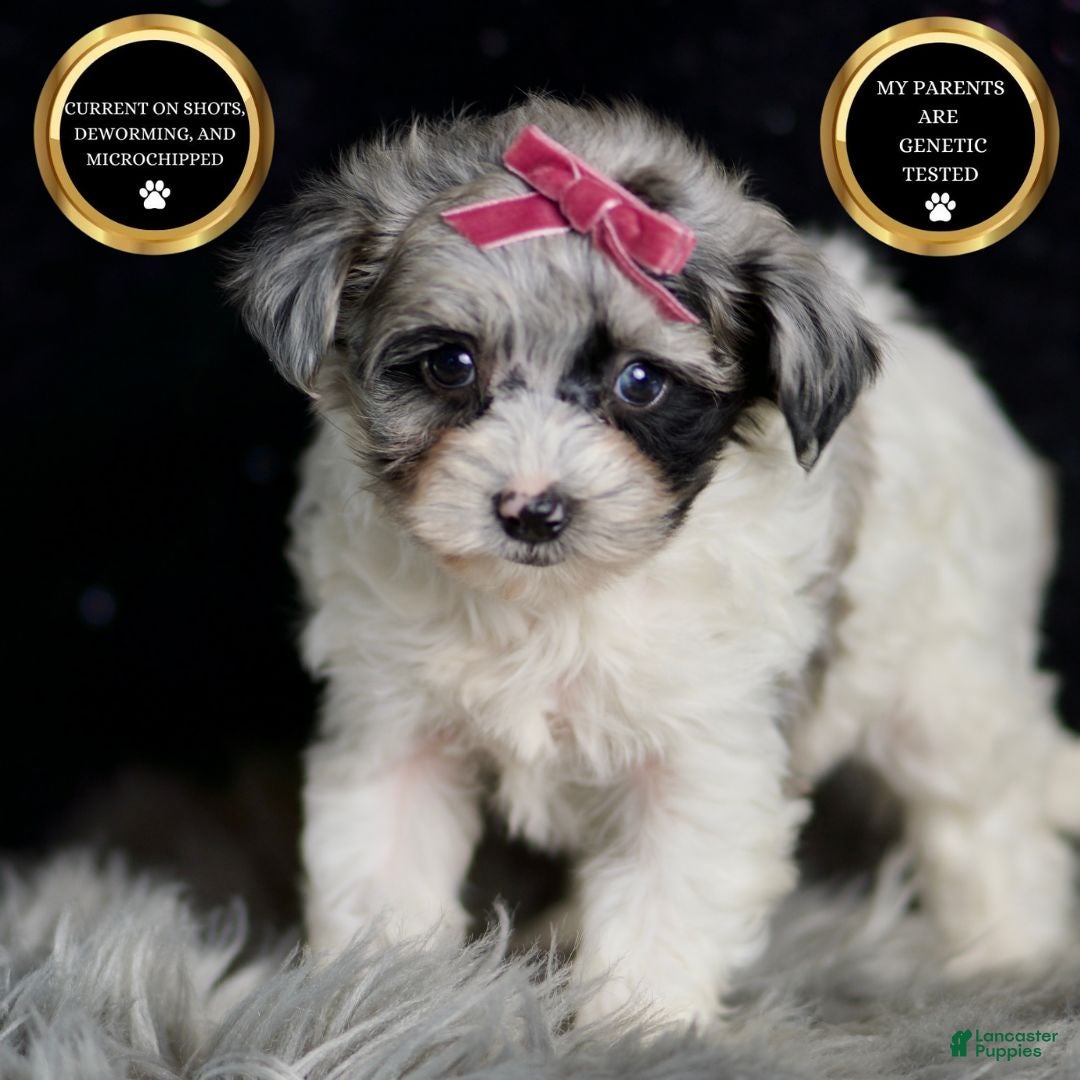 Maltipoo dogs for sale: Prada - Ad 8