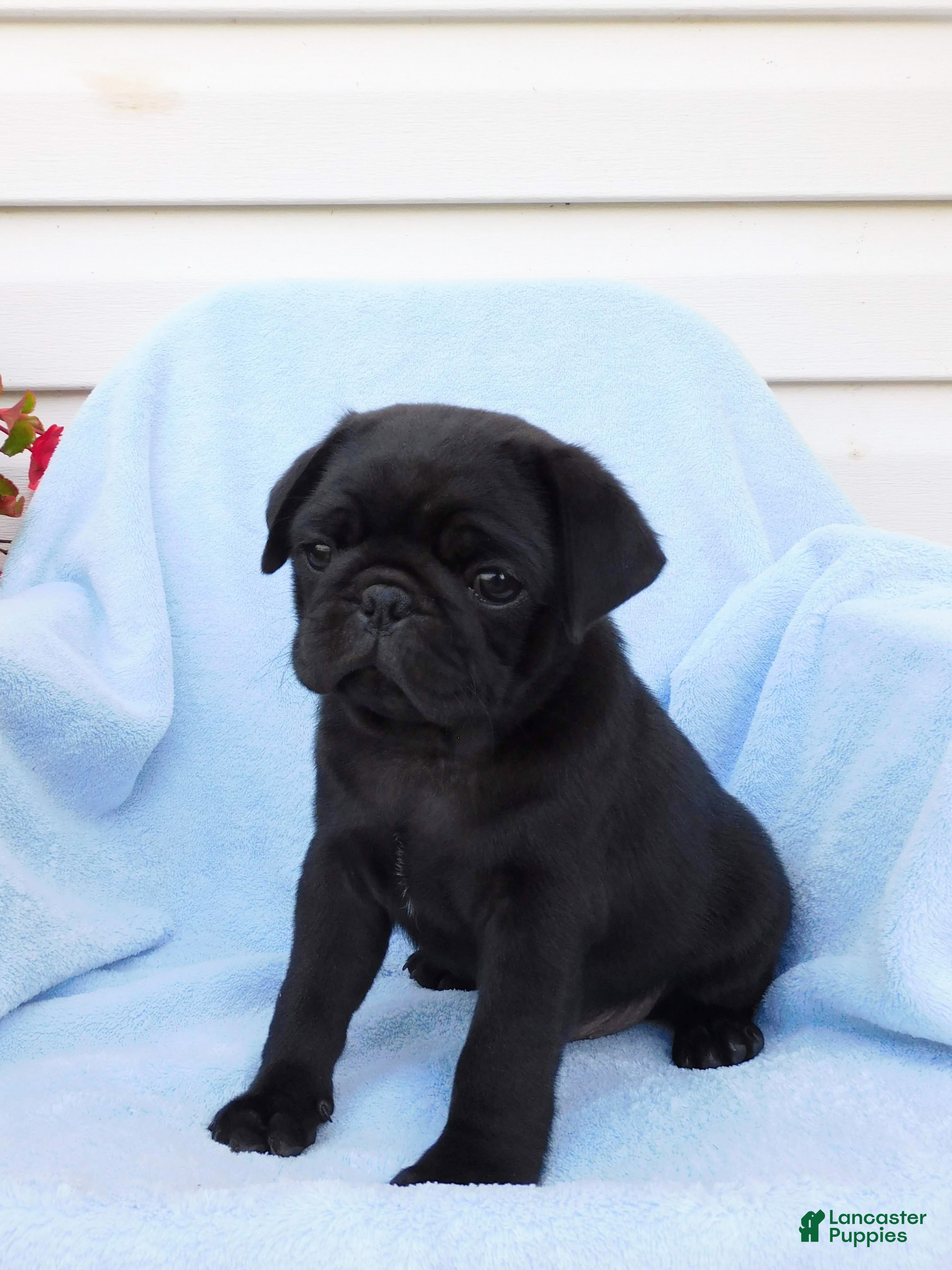 Pug dogs Carter - Ad 1