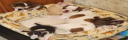 Chihuahua dogs for sale: Chihuahua 1 - Ad 9