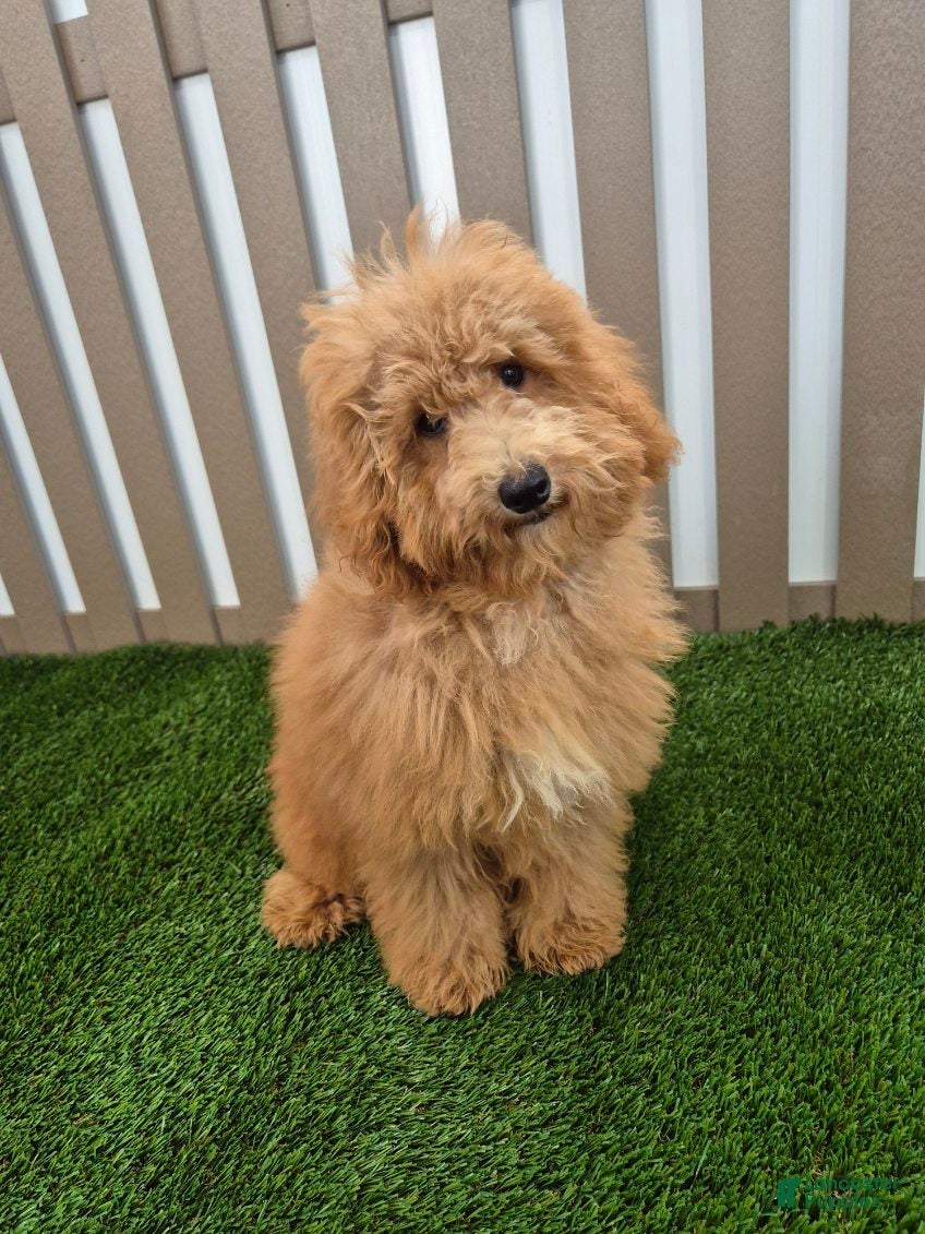 Miniature Poodle dogs for sale: Gus Miniature Poodle  - Ad 1