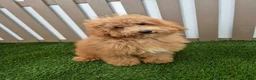 Miniature Poodle dogs for sale: Gus Miniature Poodle  - Ad 1