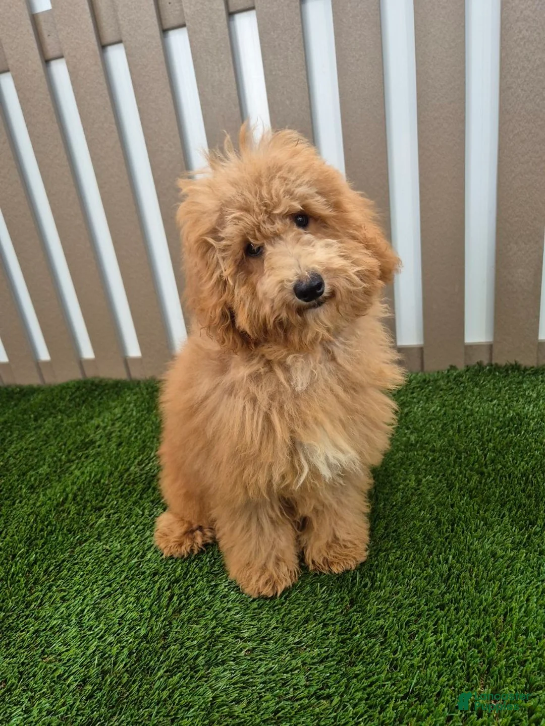 Miniature Poodle dogs for sale: Gus Miniature Poodle  - Ad 1