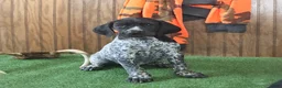 German Shorthaired Pointer dogs for sale: Tinker - Ad 4