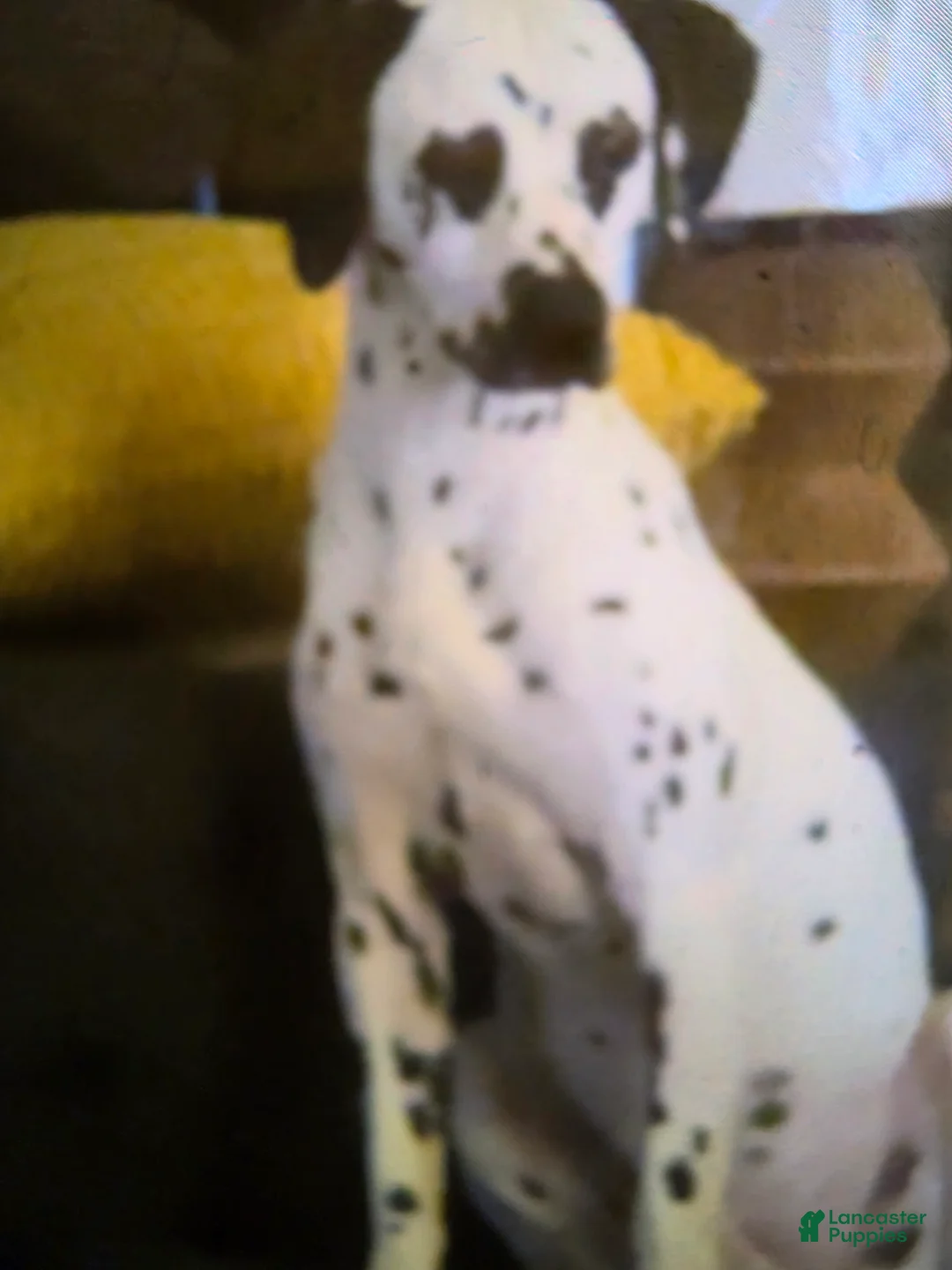 Dalmatian dogs for sale: Dalmatian Puppy 2 - Ad 1