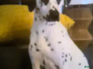 Dalmatian dogs Dalmatian Puppy 2 - Ad 27