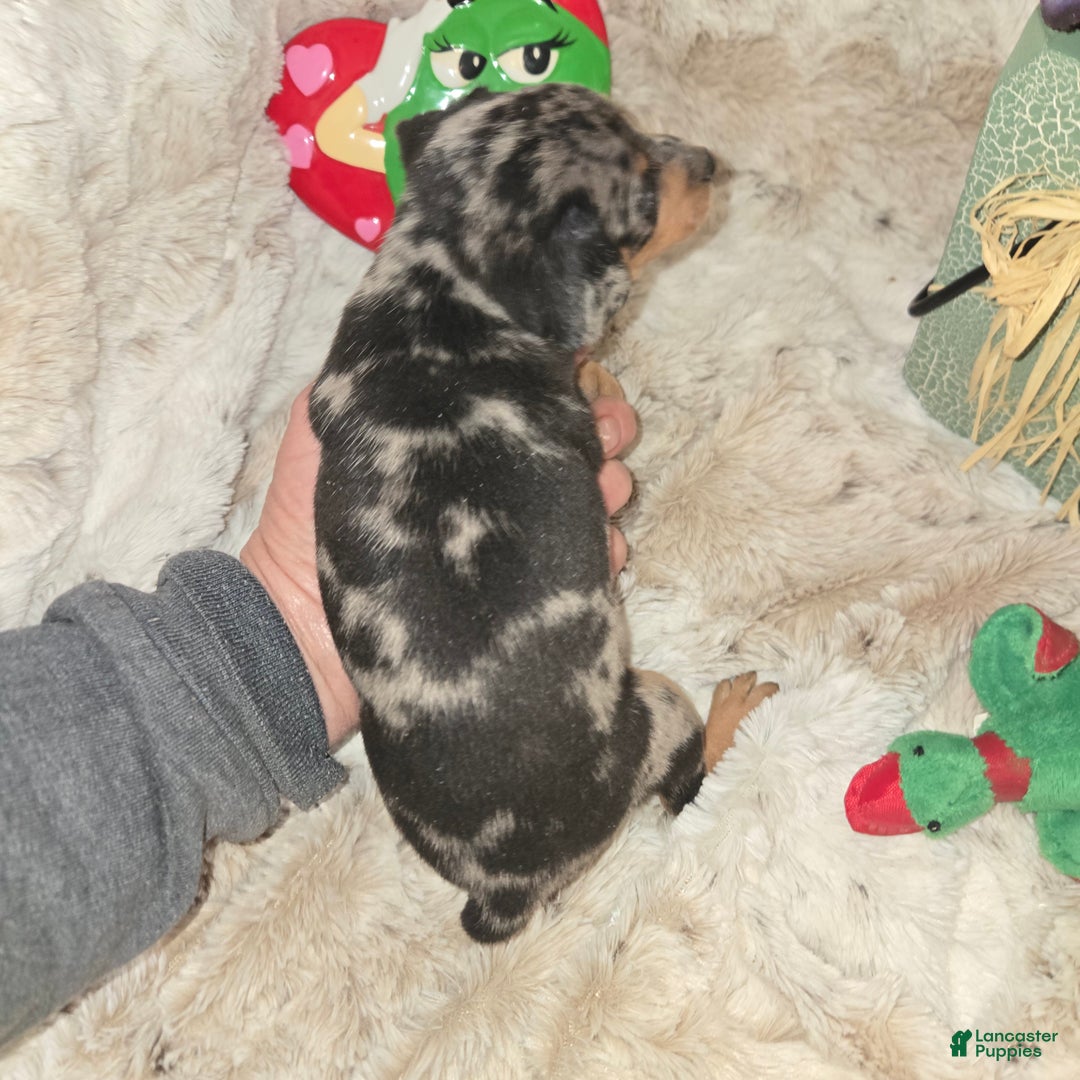 Miniature Pinscher dogs for sale: Duncan - Ad 2