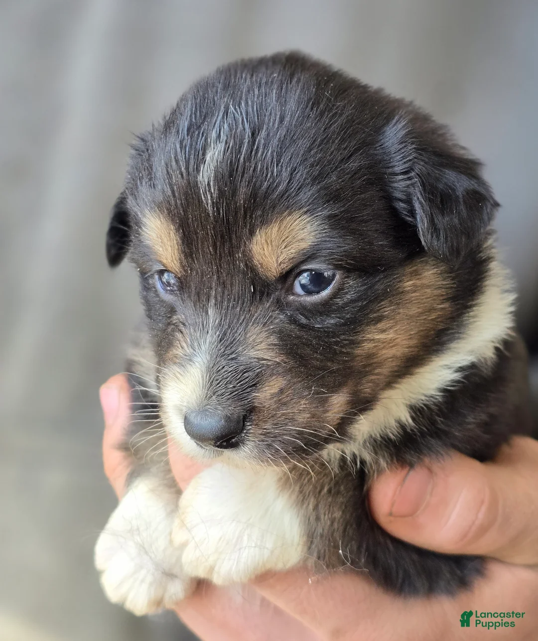 Australian Shepherd dogs for sale: Dolly - Ad 2